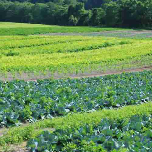 agrobugz